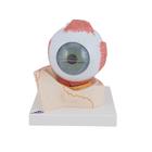 Human Eye Model, 5 times Full-Size, 7 part