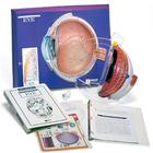 Eye Model Activity Set