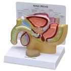 Male Pelvis with Prostate