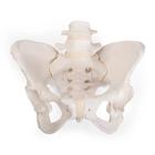 Flexible Human Female Pelvis Model, Flexibly Mounted