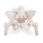 Human Pelvis Skeleton Model, Female with Movable Femur Heads