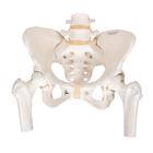 Human Pelvis Skeleton Model, Female with Movable Femur Heads