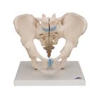 Male Pelvis Skeleton Model, 3 part