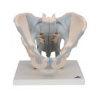 Human Male Pelvis Skeleton Model with Ligaments, 2 part