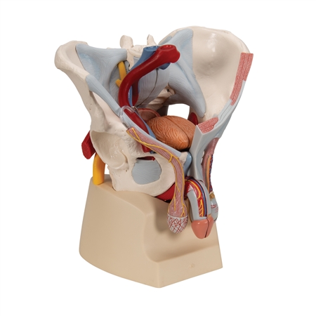 Male Pelvis Skeleton Model with Ligaments, Vessels, Nerves, Pelvic Floor Muscles & Organs, 7 part