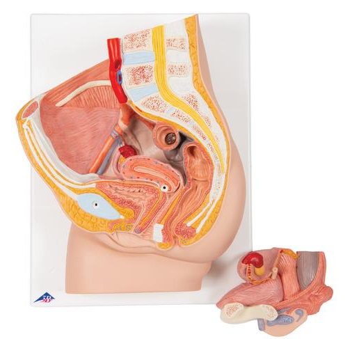 Female Pelvis Model in Median Section, 2 part