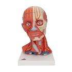 Head and Neck Musculature Model, 5 part