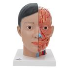 Head Model with Neck, 4 part - Asian Deluxe