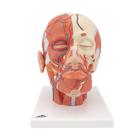 Head Musculature Model with Blood Vessels