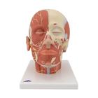 Head Musculature Model with Nerves