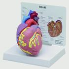 Heart Model