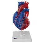 Magnetic Heart model, life-size, 5 parts