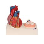 Life-Size Human Heart Model, 5 parts with Representation of Systole