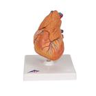 Human Heart Model with Thymus, 3 part