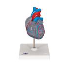 Human Heart Model with Conducting System, 2 part