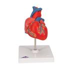 Human Heart Model, 2 part