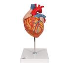 Human Heart Model, 2-times Life-Size, 4 part