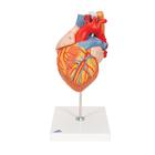 Human Heart Model with Esophagus and Trachea, 2 times Life-Size, 5 part