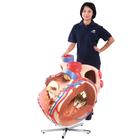 Giant Human Heart Model, 8 times Life-Size