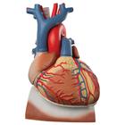 Heart and Diaphragm Model, 3 times Life-Size, 10 part