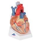 Human Heart Model, 7 part