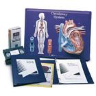 Circulatory System Model Activity Set