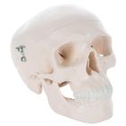 Mini Human Skull Model, 3-part (Skullcap, Base of Skull, Mandible)