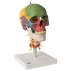 Human Didectic Skull Model on Cervical Spine, 4 part - 3B Smart Anatomy