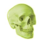 Glow in the Dark Skull Model