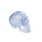 Human Skull Model, 3 part - Classic Transparent