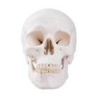 Human Skull Model, 3 part - Classis Series