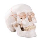 Numbered Human Classic Skull Model, 3 part