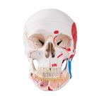 Human Skull Model with Opened Lower Jaw, 3 part, painted - Classic Series
