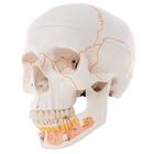 Human Skull Model with Opened Lower Jaw, 3 part - Classic Series