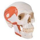 TMJ Human Skull Model, Demonstrates Functions of Masticator Muscles, 2 part