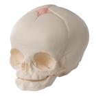 Foetal Skull Model, Natural Cast, 30th Week of Pregnancy