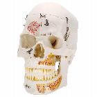Human Demonstration Dental Skull Model, 10 part Deluxe