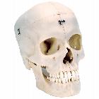Human Bony Skull Model, 6 part - BONElike