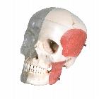 Human Skull Model, Half Transparent & Half Bony, Complete with Brain & Vertebrae - BONElike