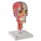 Human Skull Model, Half Transparent & Half Bony, 8 part - 3BONElike