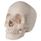 Beauchene Adult Human Skull Model, Bone Colored Version, 22 part