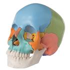 Beauchene Adult Human Skull Model, Didactic Colored Version, 22 part