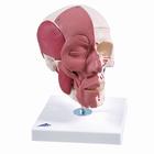Human Skull with Facial Muscles - 3B Smart Anatomy