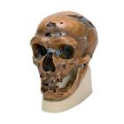 Homo Neanderthalensis Skull (La Chapelle-aux-Saints 1)