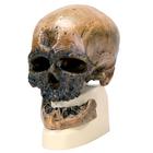 Homo Sapiens Skull (Cr-Magnon)