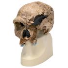 Homo steinheimnensis Skull (Berkhemer, 1936)