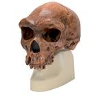 Homo rhodesiensis Skull (Broken Hill Woodward, 1921)