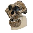 Replica Australopithecus Boisei Skull (KNM-ER 406 + Omo L7A-125)