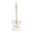 Human Mini Spinal Column Model, Flexible Mounted, on Removable Base