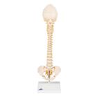 Vertebral Column Model - Child - BONElike